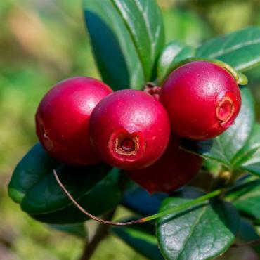 Брусника экстракт